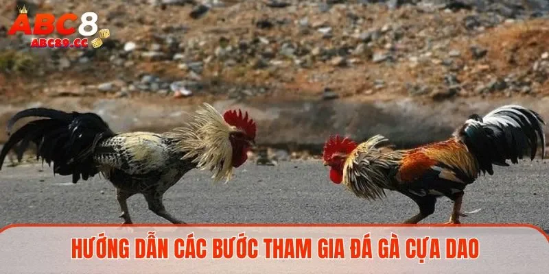 Chia sẻ bí quyết đá gà cựa dao từ chuyên gia