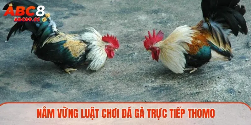 Nắm vững luật chơi đá gà trực tiếp Thomo