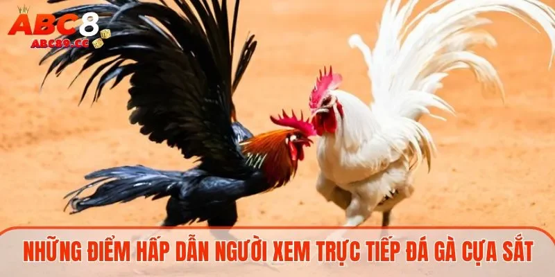 Những điểm hấp dẫn người xem trực tiếp đá gà cựa sắt
