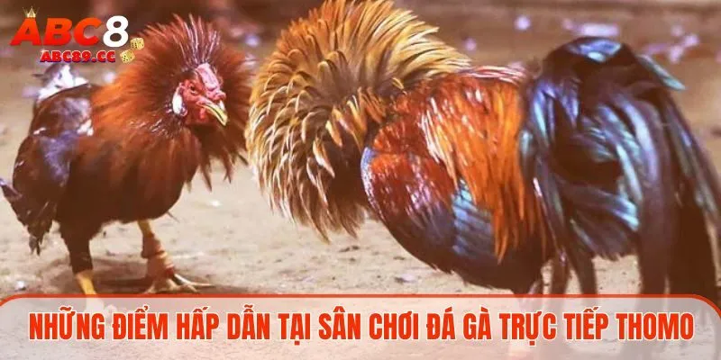 Những điểm hấp dẫn tại sân chơi đá gà trực tiếp Thomo 