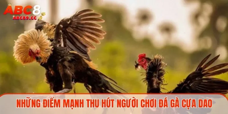 Những điểm mạnh thu hút người chơi đá gà cựa dao 
