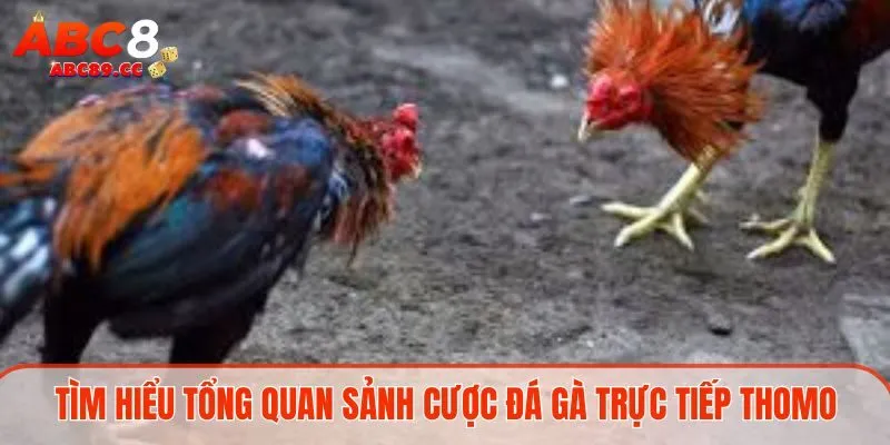 Tìm hiểu tổng quan sảnh cược đá gà trực tiếp Thomo